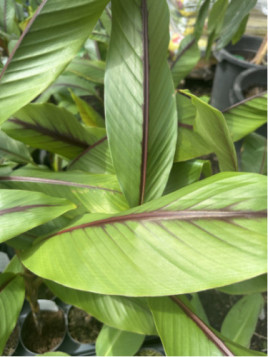 Musa itinerans indian form