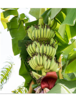 Musa 'Kokopo'* / Bananier fruitier (cycle court)