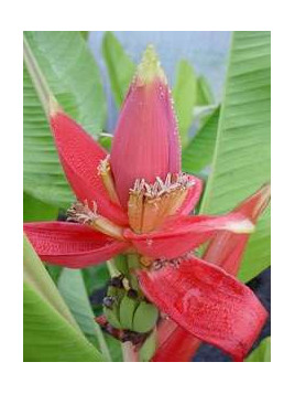 Musa laterita* (bananier)