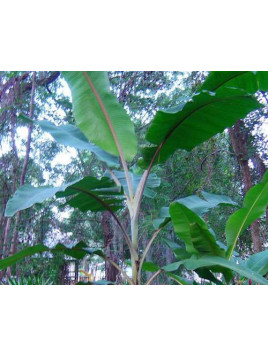 Musa manzano / Bananier fruitier Manzano /pomme