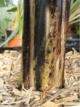 Musa itinerans* Mekong giant  (Bananier)