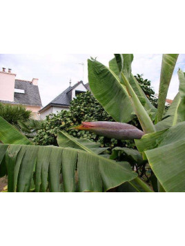 Musa 'Rajapuri india'* / Banane pomme / Bananier  fruitier