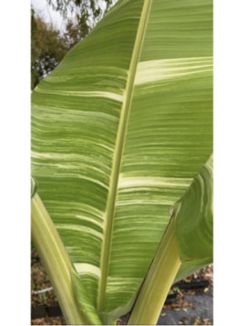 Musa 'Tanee'* / Bananier panaché (100% français)