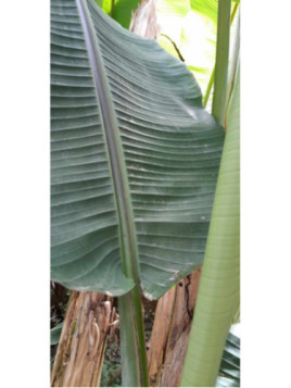 Musa sp Tibet/ Bananier Sp 'Tibet'