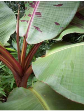 Musa sumatrana x 'Cross'* ('Zébrina x Cross' ) / Bananier