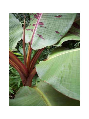 Musa sumatrana x 'Cross'* ('Zébrina x Cross' ) / Bananier