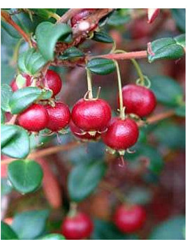 Myrthus ugni molinae 'Elite' / Goyavier du Chili