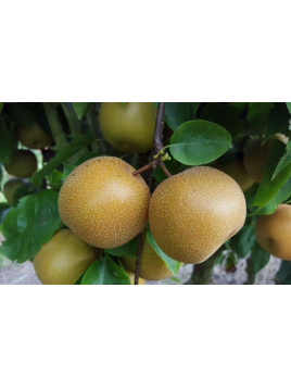 Pyrus pyrifolia 'Hosui' / Nashi / Poirier asiatique