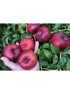 Prunus persica 'Donutrice'/ Nectarine plâte blanche