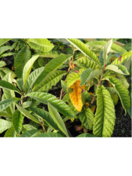 Eriobotrya japonica / Neflier du japon