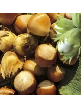 Corylus avellana 'Segorbe' / Noisetier