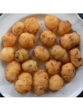 Oxalis tuberosa Fourteen / Oca du pérou (blanc)