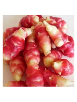 Oca du pérou jaune 'crimson & Gold'