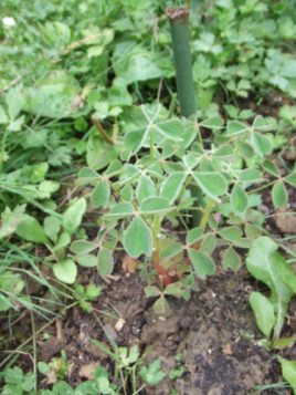 Oca du pérou jaune 'crimson & Gold'