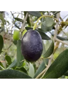 Olea 'Frantoio' / Olivier à fruit