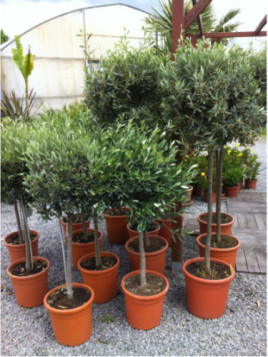 Olea europea / Olivier