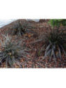 Ophiopogon Planiscapus 'nigrescens'