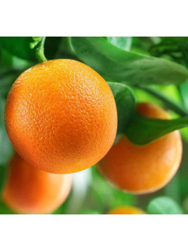 Citrus x sinensis 'Fukumoto' / Oranger