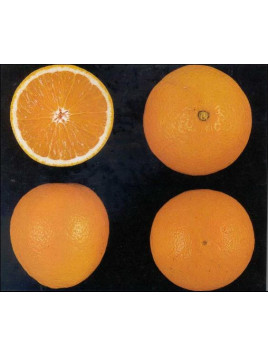 Citrus x sinensis 'Ambersweet' / Oranger