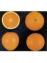 Citrus x sinensis 'Ambersweet' / Oranger