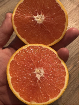 Citrus x sinensis 'Cara Cara' / Oranger