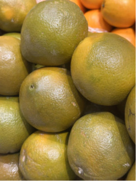 Citrus x sinensis navel 'Chocolat' / Oranger