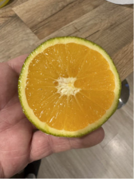 Citrus x sinensis navel 'Chocolat' / Oranger