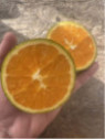 Citrus x sinensis 'Lanelate' / Oranger