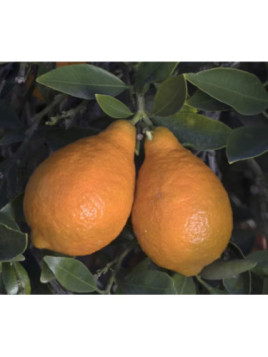 Citrus x sinensis orangequat Nippon