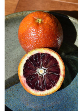 Citrus x sinensis 'Tarocco tapi' / Oranger tarocco