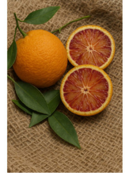 Citrus x sinensis 'Tarocco sciara' / Oranger