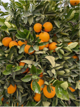 Citrus sinensis 'Valencia Midknight'/ Oranger valencia Midknight