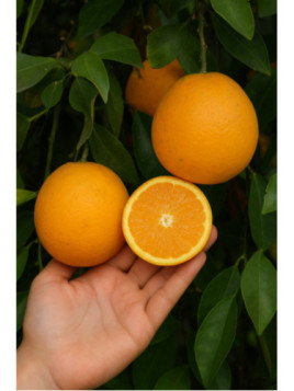Citrus sinensis Valencia Rhode red
