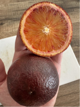 Citrus x sinensis 'Violette des vallées' / Oranger Sanguine