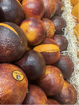 Citrus x sinensis 'Violette des vallées' / Oranger Sanguine