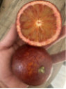 Citrus x sinensis 'Violette des vallées' / Oranger Sanguine