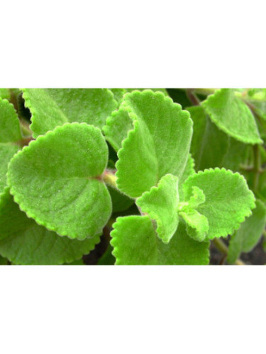 Origan cubain - Gros thym antillais - Plectranthus amboinicus