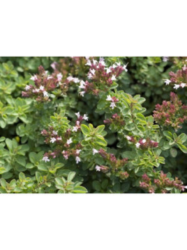 Origanum vulgare / Origan commun