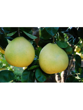 Citrus maxima 'Shaddock' / Pamplemousse