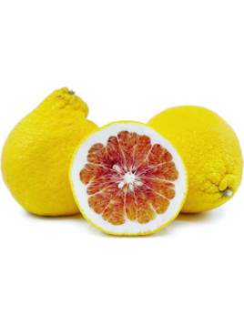 Citrus maxima Valentine / Pamplemousse