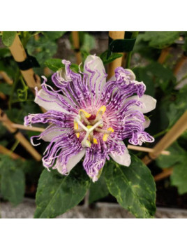 Passiflore Fata Confetto - Passiflora x incarnata