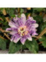 Passiflore Fata Confetto - Passiflora x incarnata