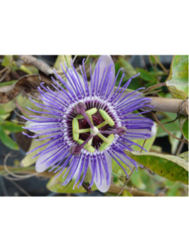 Passiflora caerulea 'Purple haze' / Passiflore