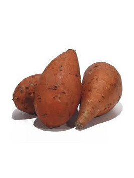 Patate douce 'Beauregard'