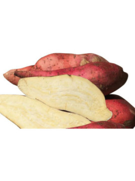 Patate douce 'Terra occitana'