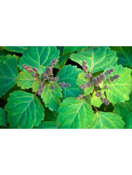 Patchouli - Pogostemon cablin