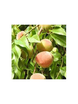 Prunus persica 'Amsden' / Pêcher