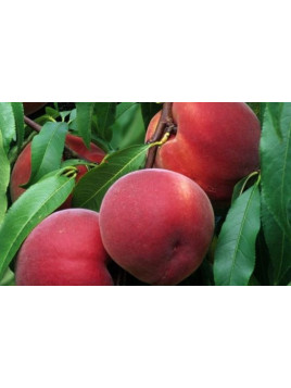 Prunus persica 'Dixired' / Pêcher à chair jaune