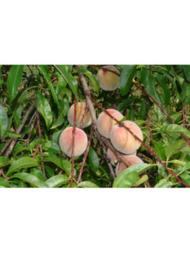 Prunus persica 'De vigne' / Pêcher blanche