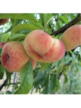 Prunus persica 'FlatNice regalcake®' / Pêche plate blanche